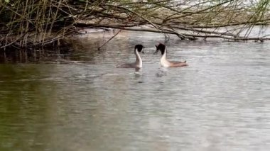 şehir parkında su üzerinde bir batağan var. 