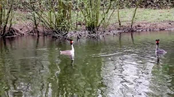 Het Park Van Stad Een Fuut Het Water — Stockvideo