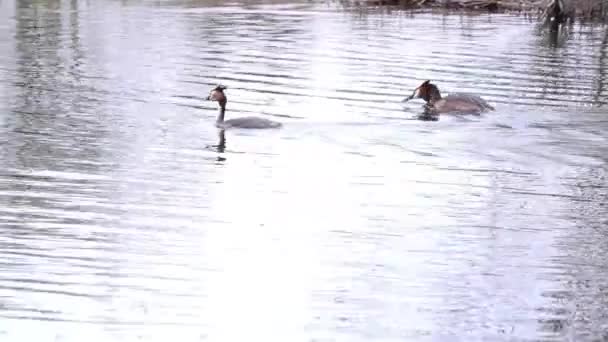 Городском Парке Зелень Воде — стоковое видео