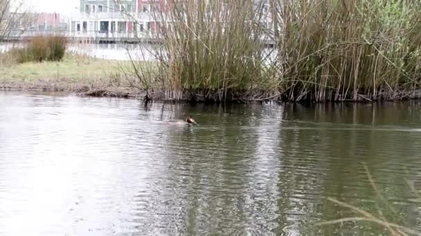 Taman Kota Ada Sebuah Grebe Atas Air — Stok Video