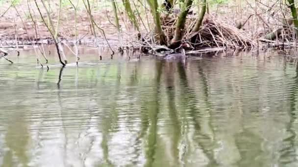 Taman Kota Ada Sebuah Grebe Atas Air — Stok Video