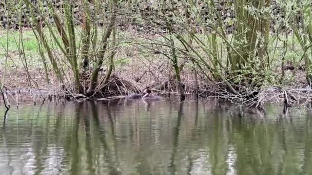 Στο Πάρκο Της Πόλης Υπάρχει Ένα Κολύμβις Πάνω Στο Νερό — Αρχείο Βίντεο