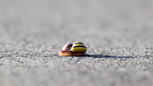 Einem Frühen Morgen Sucht Diese Schnecke Auf Dem Asphalt Nach — Stockvideo