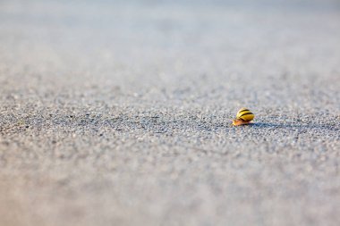 salyangoz asfalt üzerinde