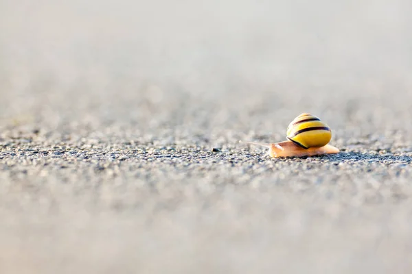 蜗牛在沥青 — 图库照片