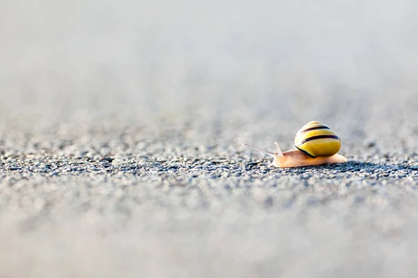 Snail on the asphalt — Stock Photo, Image