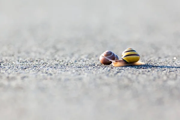 Snail on the asphalt — Stock Photo, Image