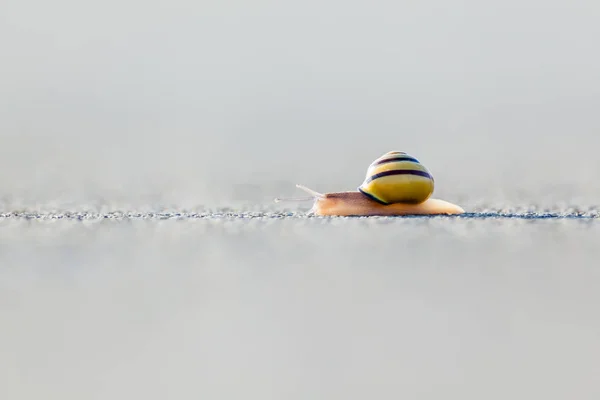 Snail on the asphalt — Stock Photo, Image