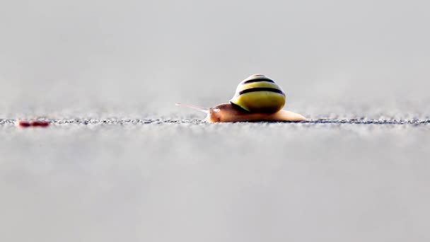 这只蜗牛在柏油上寻找新鲜的食物 — 图库视频影像