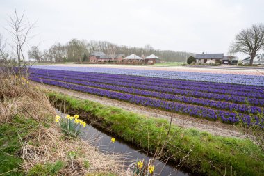 Amsterdam'dan sümbül