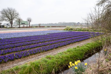 Amsterdam'dan sümbül