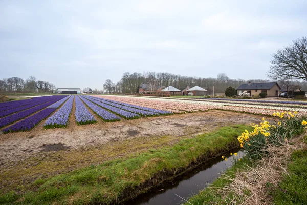 Hyazinthen aus Amsterdam — Stockfoto