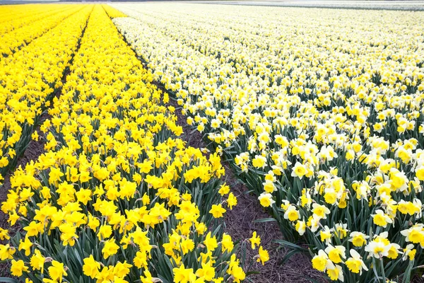 Muchos narcisos amarillos — Foto de Stock