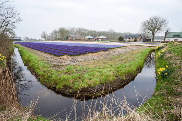 Hiacynty z Amsterdamu — Zdjęcie stockowe