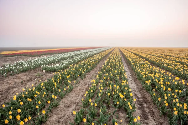 Tulipani sul campo — Foto Stock