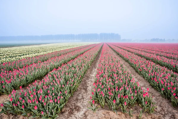 Tulipanes en el campo — Foto de Stock