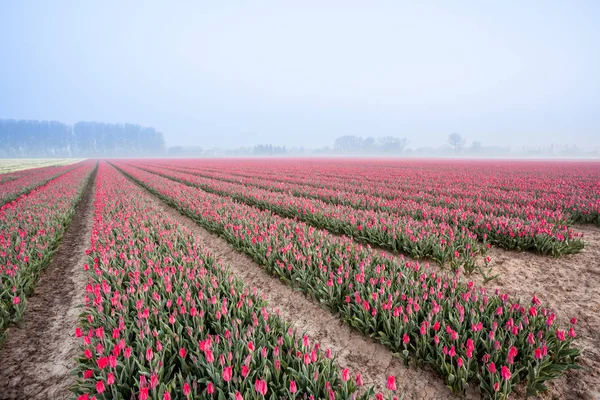 Tulipani sul campo — Foto Stock