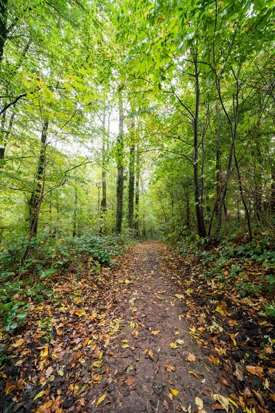 Hösten i skogen — Stockfoto
