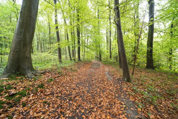 Hösten i skogen — Stockfoto