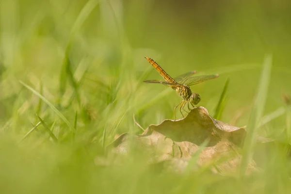 Libelle in Nahaufnahme — Stockfoto