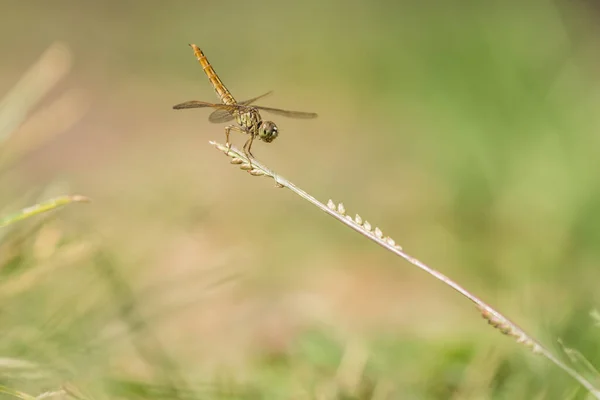 Libelle in Nahaufnahme — Stockfoto