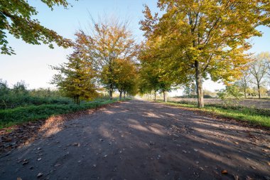 Ağaçlarla kaplı toprak yol
