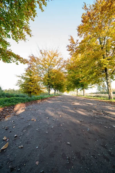 Earth road with rows of trees — Stock Photo, Image
