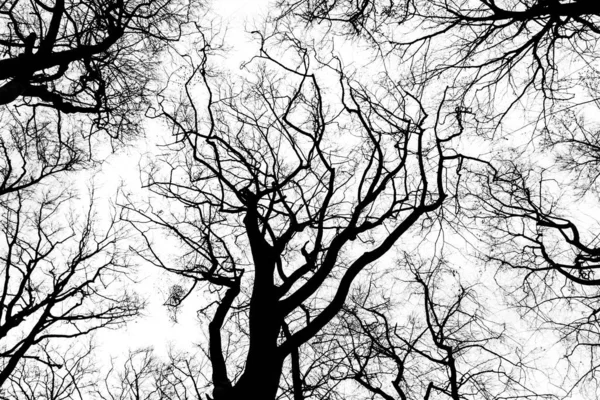 Copas de árboles en blanco y negro — Foto de Stock