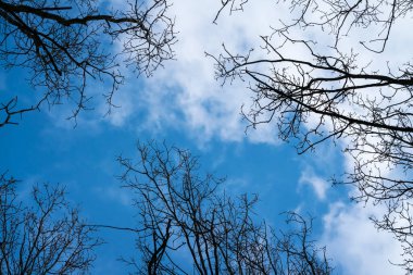 sonbahar yaprakları zaten düşmüş ve ağaçlar çıplak