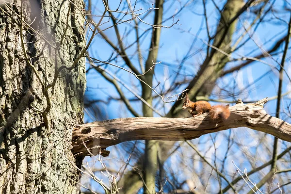Ormandaki Uzun Bir Ağaçta Bir Sincap Ağacın Dalına Oturur — Stok fotoğraf