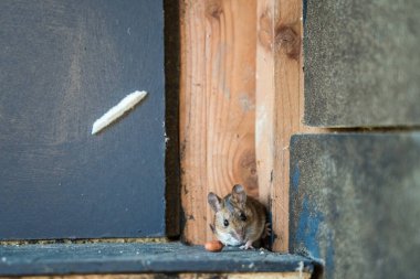Küçük bir evin köşesinde güzel kahverengi bir fare.