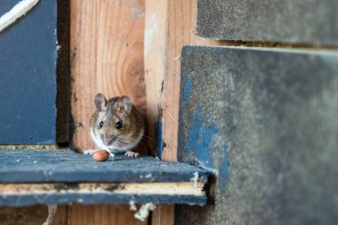 Küçük bir evin köşesinde güzel kahverengi bir fare.