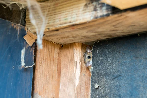 Beautiful Brown Mouse Corner Small House — Stock Photo, Image