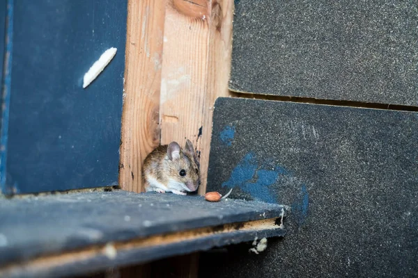 Een Mooie Bruine Muis Een Hoek Van Een Klein Huis — Stockfoto