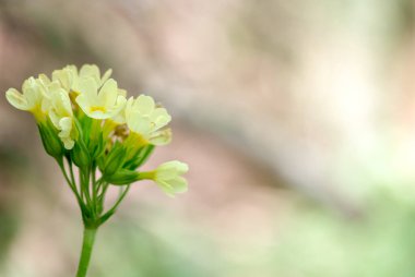 Ormanda, güneşli bir günde, yumuşak bir arka planda.