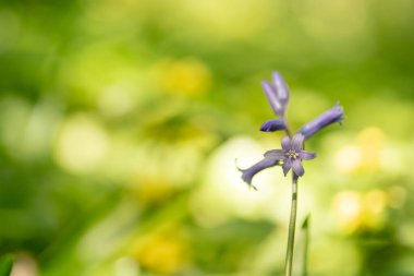 Ormanın güneşli bir sabahında yeşil arka planda güzel bir BlueBell vardır.