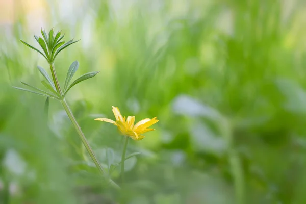 Wald Wächst Schöllkraut Oder Ranunculus Ficaria — Stockfoto