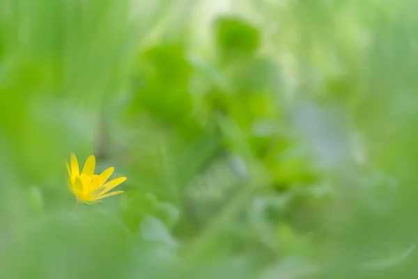 Floresta Cresce Menor Celandine Ranunculus Ficaria — Fotografia de Stock