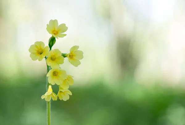 Einem Sonnigen Morgen Wald Blüht Eine Wunderschöne Primel — Stockfoto