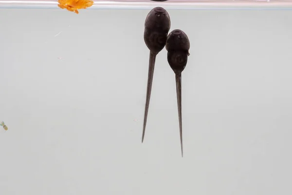 유리잔 매달려 개구리 — 스톡 사진