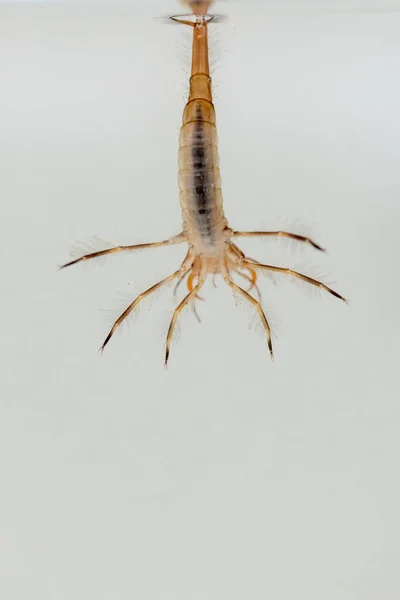 Estanque Salvaje Hay Escarabajos Buceo Depredadores Que Les Gusta Comer — Foto de Stock