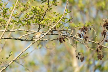Bir ağacın dalında tehlike için etrafa bakan bir şifonyer var.