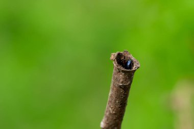 Bir dalın ucunda metal mavi bir böcek var.