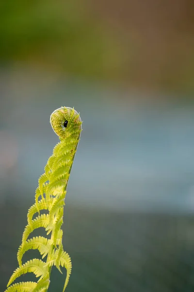 Primavera Samambaias Emergem Solo Floresta — Fotografia de Stock