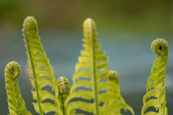 Frühling Wachsen Die Farne Aus Dem Boden Wald — Stockfoto