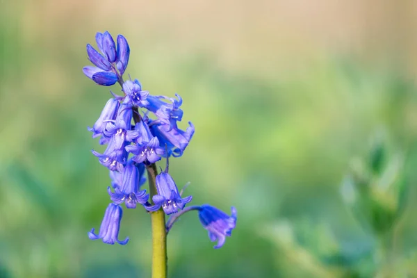 Forest You Have Trees Bluebells Ground Spring Time — Stock Photo, Image