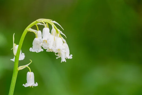 Ormanda Mor Olanların Yanında Açan Beyaz Çan Çiçekleri Var — Stok fotoğraf