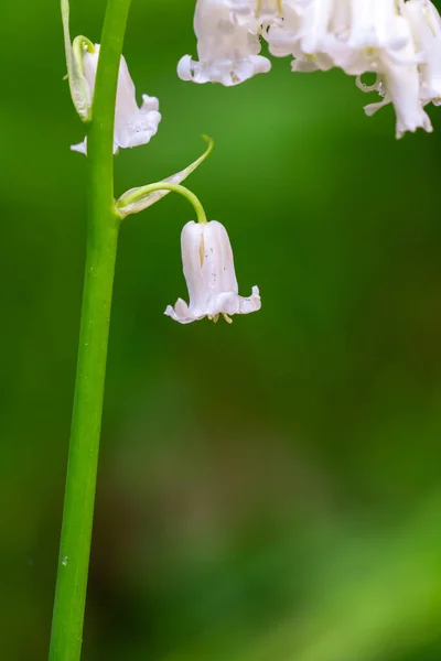 Forest Also White Bluebells Blooming Next Purple Ones — Stock Photo, Image