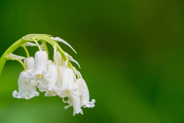 Forest Also White Bluebells Blooming Next Purple Ones — Stock Photo, Image