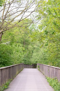 Ormanın derinliklerinde bir patika var.